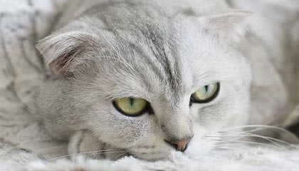 彩经网官网开奖-im电竞官网——打造极致电竞体验的新选择